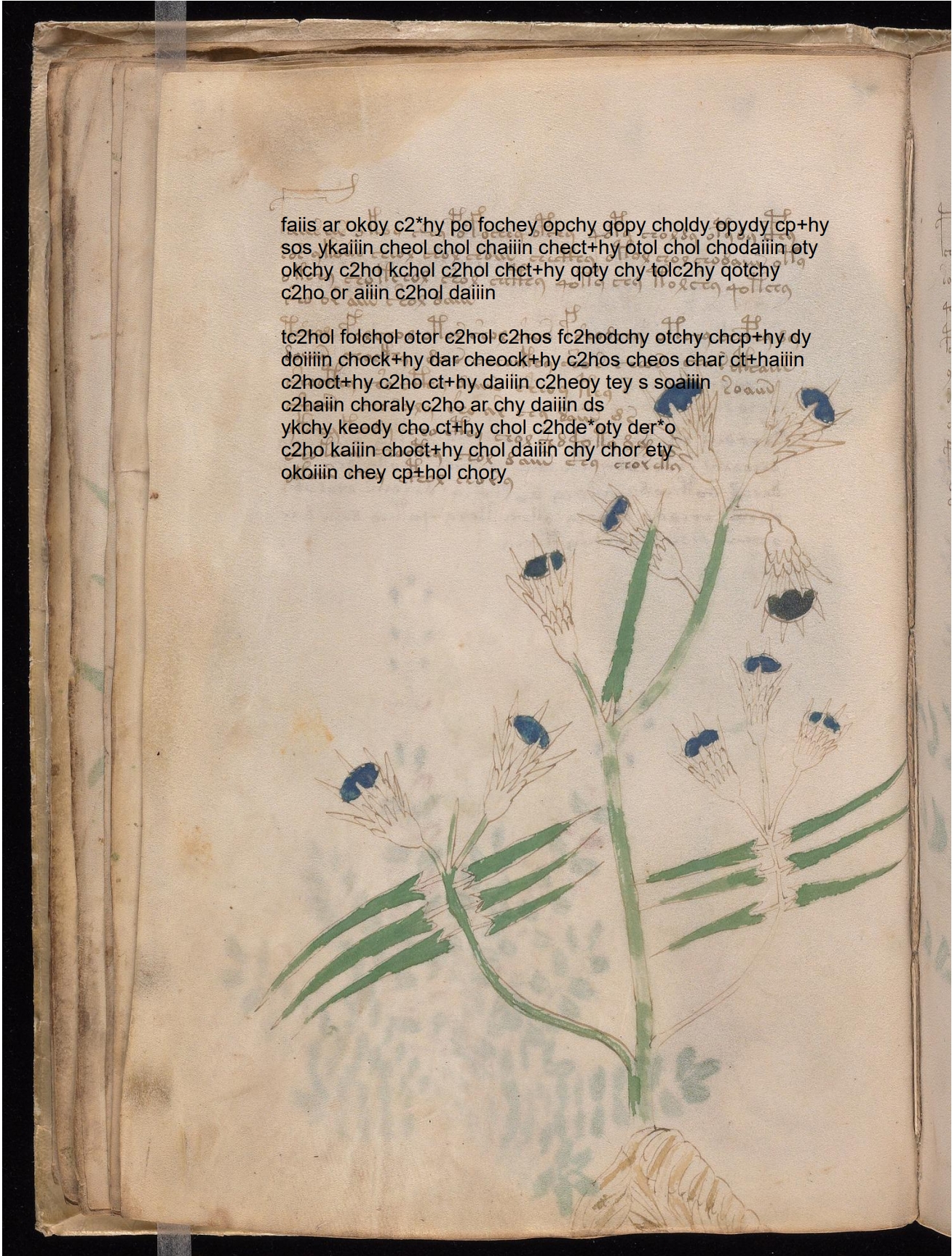 Folio 20v glyph overlay on parchment
